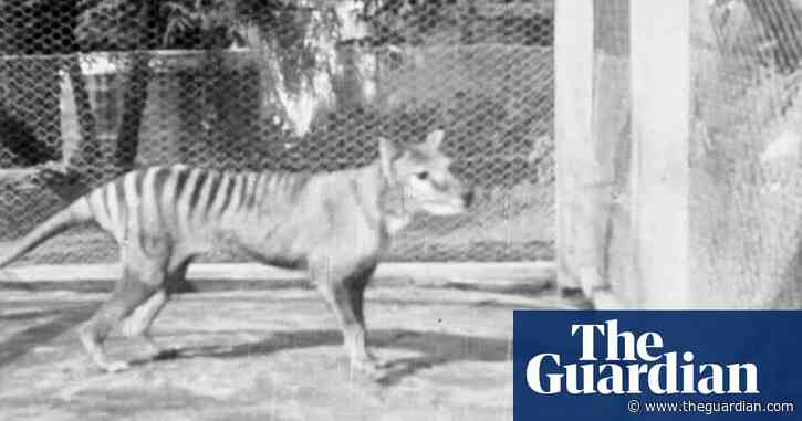 Tasmanian Tiger: Newly Released Footage Captures Last-known Vision Of ...