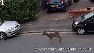 Further sightings of deer reported in Woolston and Croft - Warrington Guardian