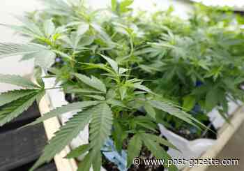 State Supreme Court hears argument on medical marijuana restrictions for probationers - Pittsburgh Post-Gazette