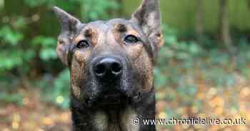 Three suspected burglars arrested after police dog hunts them down in the woods