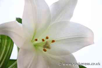 In Memoriam: York Press death notices, May 20