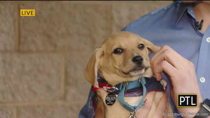 Pittsburgh Good Deeds Sponsors 31 Pet Adoptions At Animal Friends