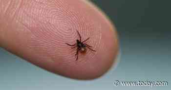 Tick season 2019: What to expect