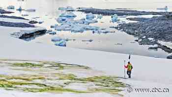 Climate change turning Antarctica's snow green