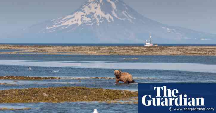 A proposed mine in Alaska will endanger brown bears – and much more