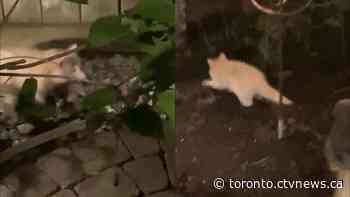 This raccoon spotted in a Toronto backyard is 1 in 10000 - CTV News