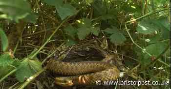 Warning after dog needed two blood transfusions after snake bite