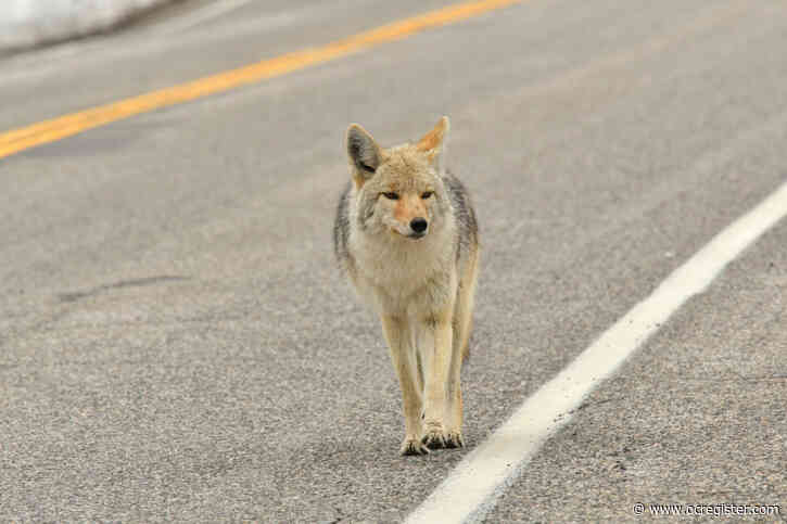 Two coyotes captured and euthanized after 91-year-old man attacked in Laguna Beach