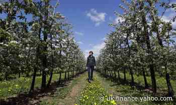 Farms still need up to 40,000 UK workers to harvest fruit and veg