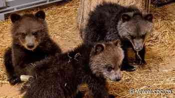 Send orphaned grizzly cubs back into wild, 73 bear advocates tell province in open letter