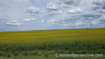 Producer samples needed for Spring harvested canola and flax research - Lethbridge News Now