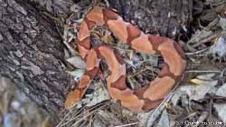 Cheerleader Bit By Copperhead Snake While Practicing Routines In Backyard