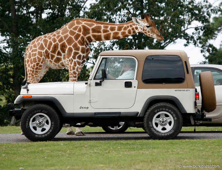 Will baboons still jump on cars when drive-thru safari returns to Six Flags Great Adventure?