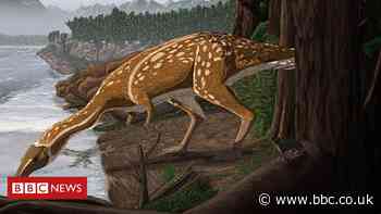 Elaphrosaur: Rare dinosaur identified in Australia
