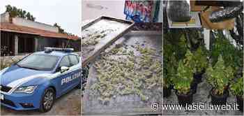 Trovano la casa al mare piena di "erba" | lasiciliaweb - lasiciliaweb | Notizie di Sicilia