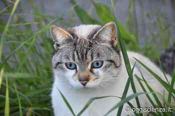 La storia evolutiva dell'erba gatta - OggiScienza