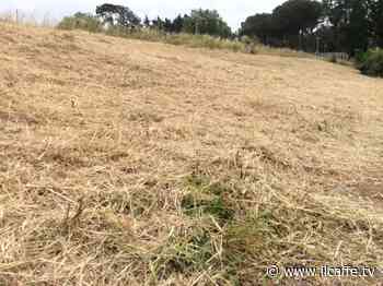 Erba secca tagliata ma lasciata per terra, rischio incendi al Selva dei Pini - Il Caffè.tv