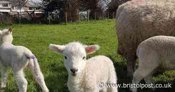 Charity's farm needs 'urgent' help to feed animals