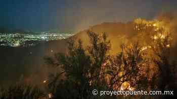 Pierde Hermosillo 120 árboles y se dañan más de 50 por incendios en el Cerro Johnson - Proyecto Puente
