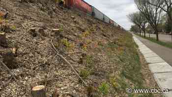 Saskatoon residents outraged after CP Rail cuts down 2,000 trees