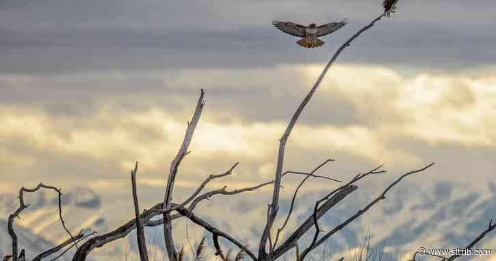 Letter: Protect the birds