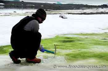 Climate change turns Antarctica snow green! Scientists express concern on impact of environmental damage