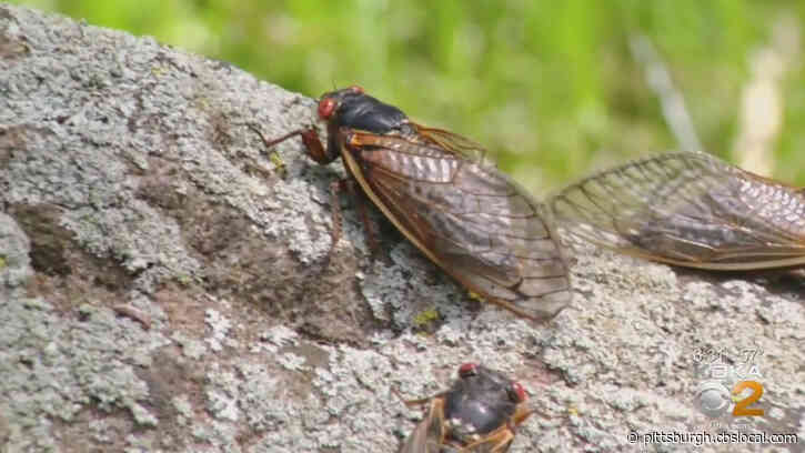 After 17 Years Underground, Cicadas Will Return To Swarm Parts Of The U.S. This Year