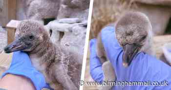 Adorable penguin chicks hatch at West Midland Safari Park
