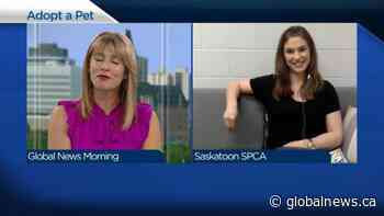 Adopt a Pet: Spring time is a reminder to spay and neuter your animals