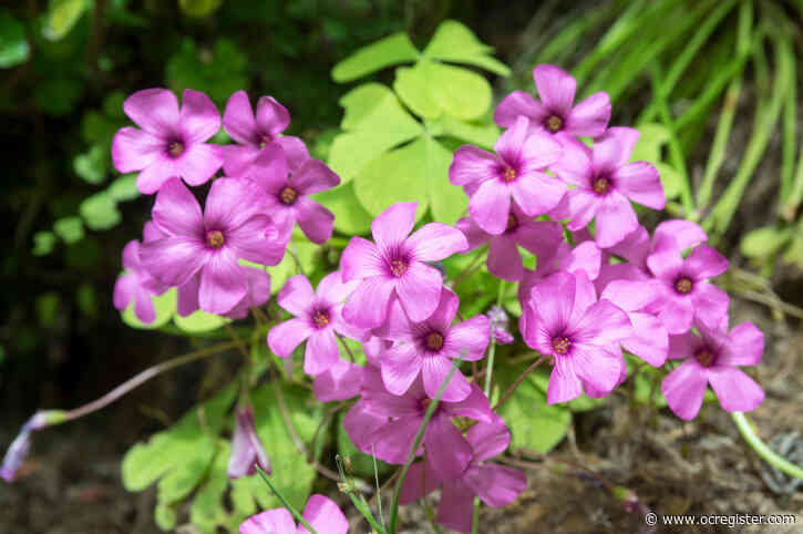 Master Gardener: What to do if you want pink oxalis in your yard
