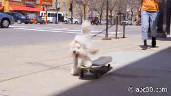Meet Dude, the skateboarding dog