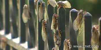 Millions of cicadas to emerge after living underground for 17 years     - CNET