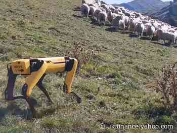 Robot sheep dog herds animals in New Zealand