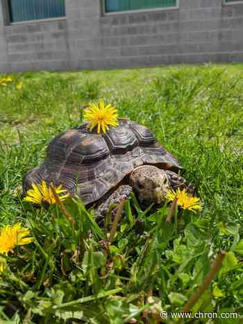 53-year-old tortoise needs home after owner dies of COVID-19
