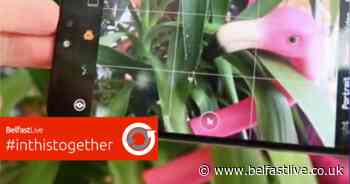 Belfast photographer shares 5 easy tips to taking perfect pictures on your phone - Belfast Live