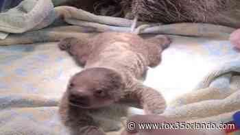 Baby sloth welcomed after hard birth at Rhode Island zoo - FOX 35 Orlando