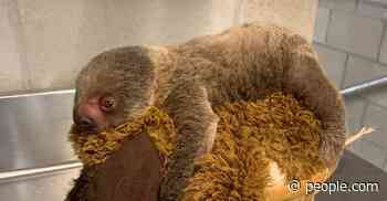 Rhode Island Zoo Welcomes Baby Two-Toed Sloth After Difficult Delivery - PEOPLE