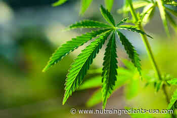 University of Rhode Island rolls out online cannabis studies certificate course for students and industry professionals - NutraIngredients-usa.com