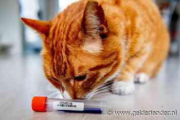 Poezen geïnfecteerd met corona om besmettelijkheid te testen