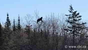 'My, that's a strange bird ... OMG it's a bear!!!' : High-climbing bruin caught on video in northern Ontario