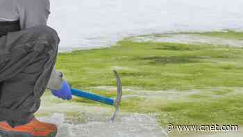 Antarctica's weird green snow set to spread due to climate change     - CNET