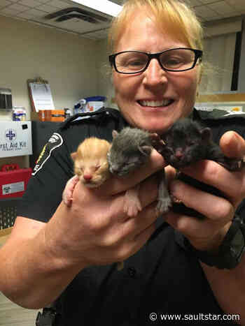 Two rescued Sudbury kittens perish
