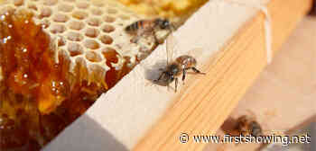 Watch: 'Hive Mindfully' Short Doc All About the World of Bee Rescue
