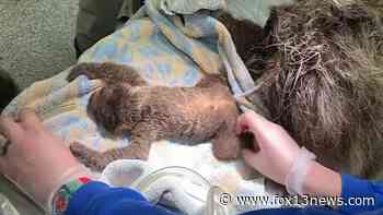 Rhode Island zoo welcomes baby sloth after hard birth - FOX 13 Tampa Bay