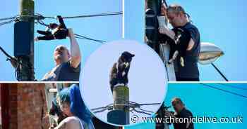 Cat rescued after getting trapped at the top of 30ft pole in South Shields