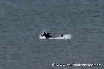 Photographer Captures Shot Of Orcas Frolicking Off County Durham Coast | Scuba Diver Mag - Scuba Diver Magazine