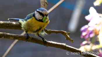 Covid recovery could 'tip the balance' for nature