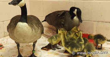 Toronto Wildlife Centre keeps saving families of geese from rooftops - blogTO
