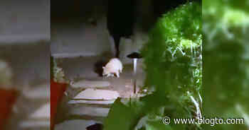 Rare albino raccoon captured on camera in Toronto backyard - blogTO