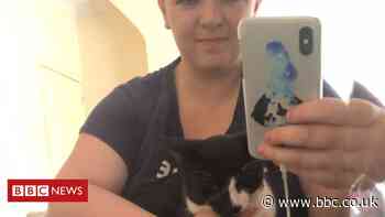 Missing cat found 250 miles from home